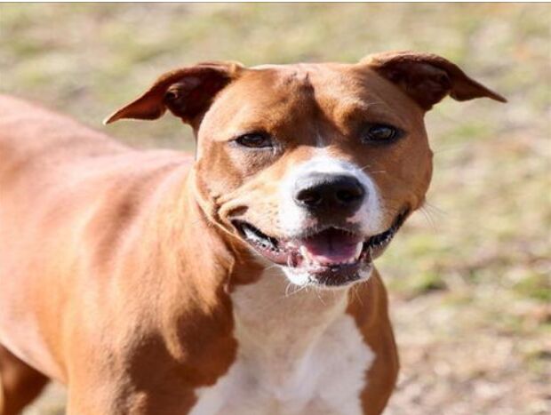 Healthy dog meal prep